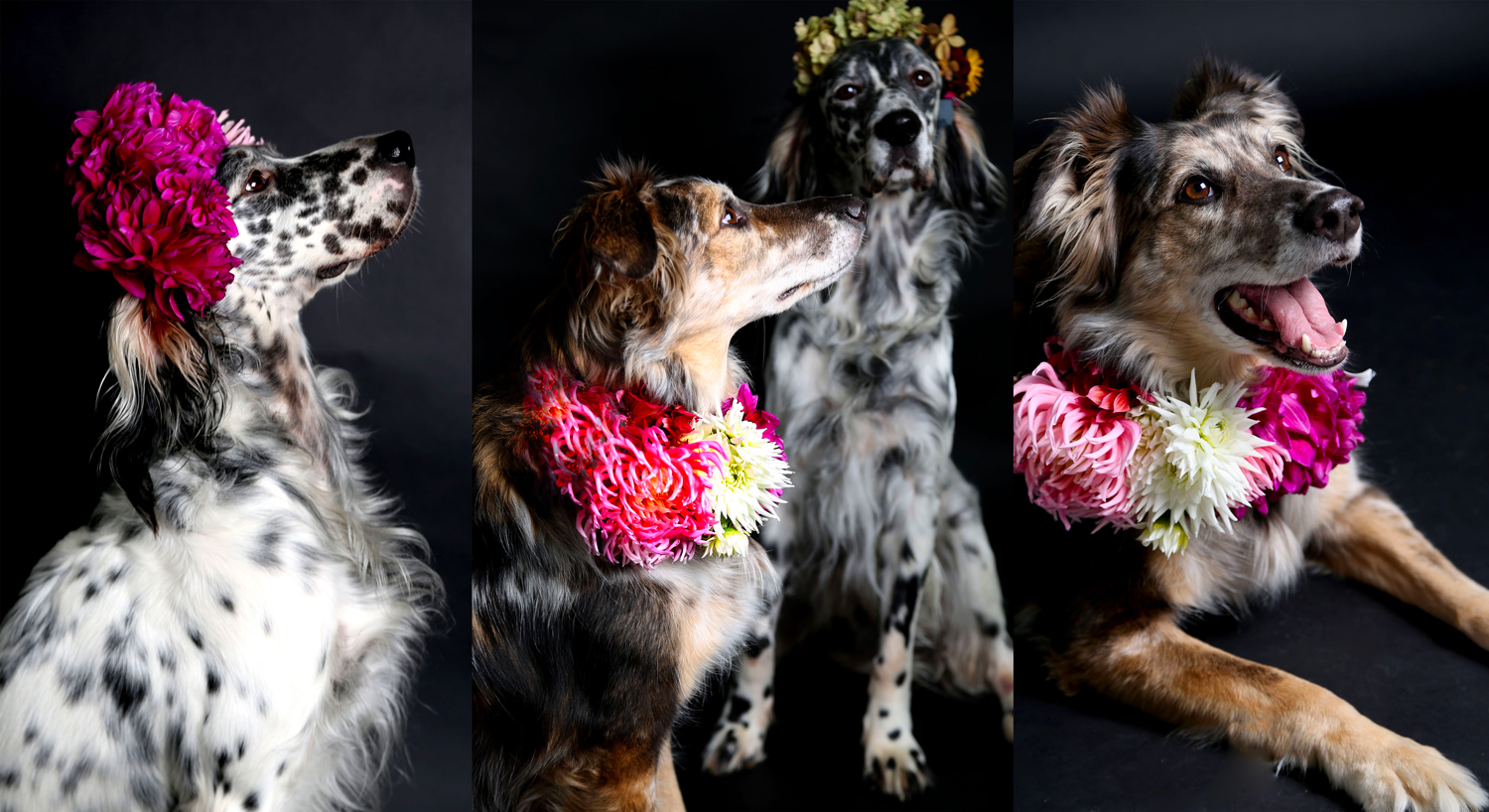 fotografia brescia cani fiori fotografia professionale