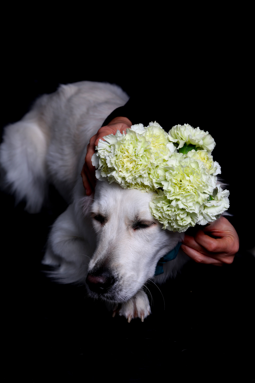fotolivi fotografie cani studio fondale nero foto cane fiori golden retriever